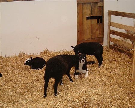 Karitsat ihmettelee että Mikäs toi on