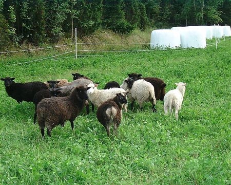 Pikkupojat kesällä 2005