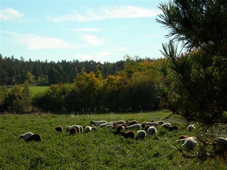 pyöröpaali ja uuhet2