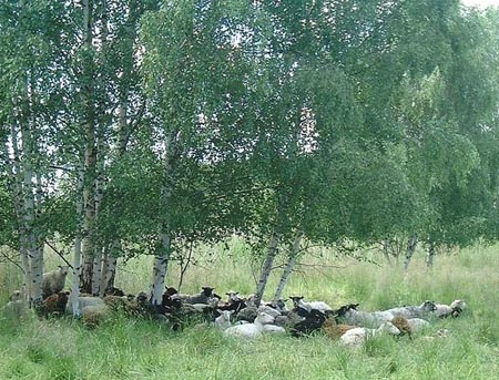 uuhia laiduntamassa rantaniityllä